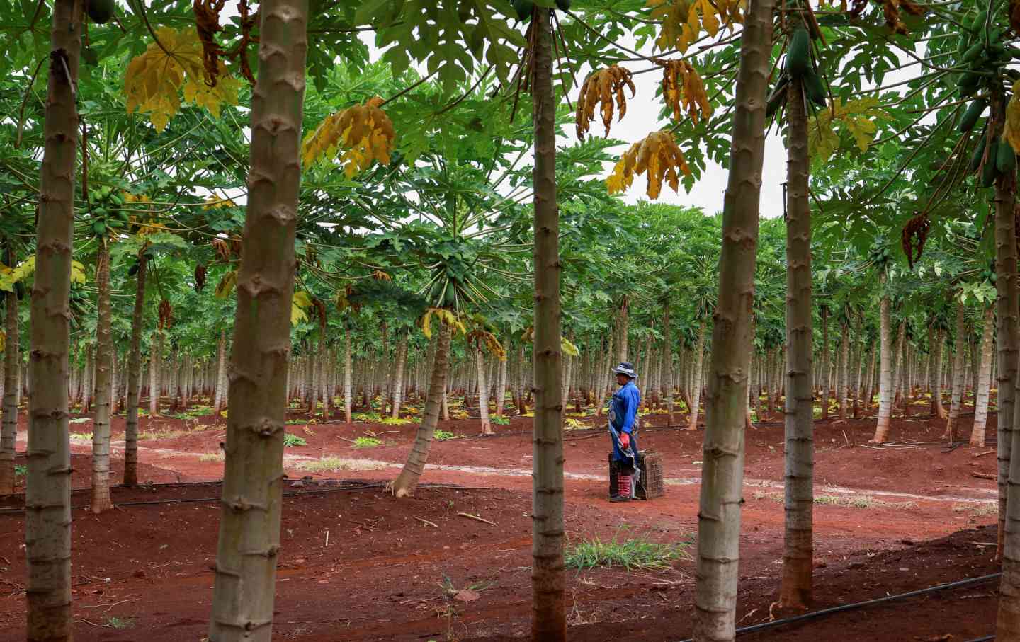 A worker stands inside the pawpaw farm owned by Matsamo Community Property Association (Matsamo CPA) in the Kaalrug area near Malalane on March 12, 2025. The Matsamo Communal Property Association (CPA) now owns over 14,000 hectares which they farm in two joint ventures, as one of the rare models of successful land reform in South Africa.